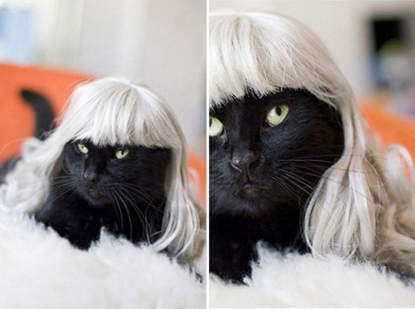 Productos raros para gatos