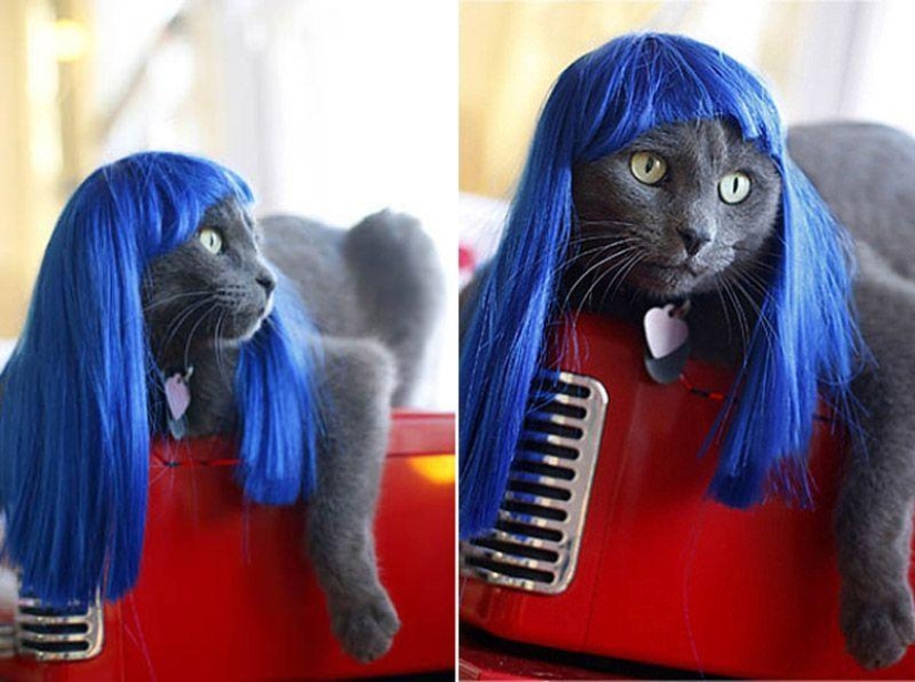 Productos raros para gatos