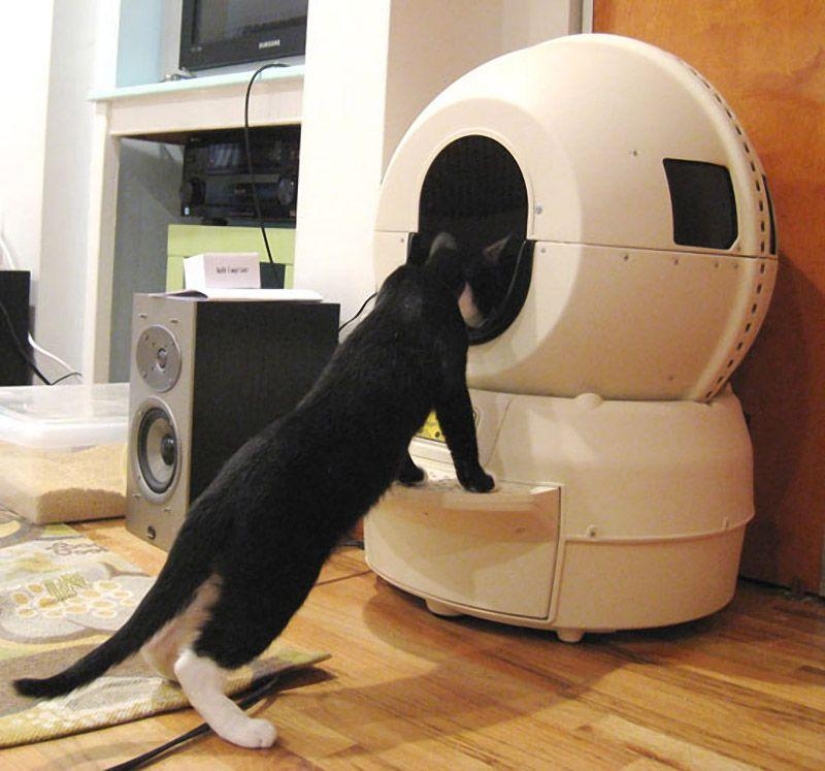 Productos raros para gatos