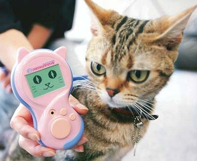Productos raros para gatos