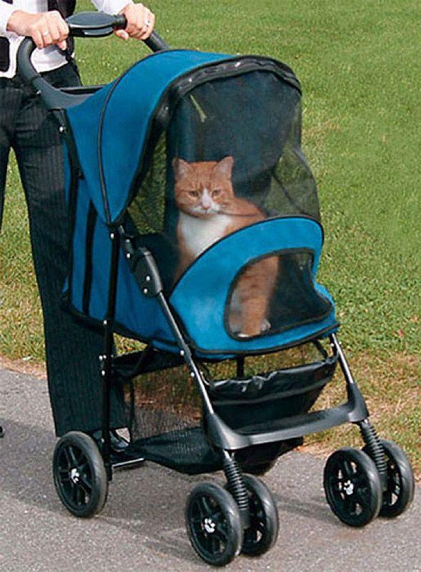 Productos raros para gatos