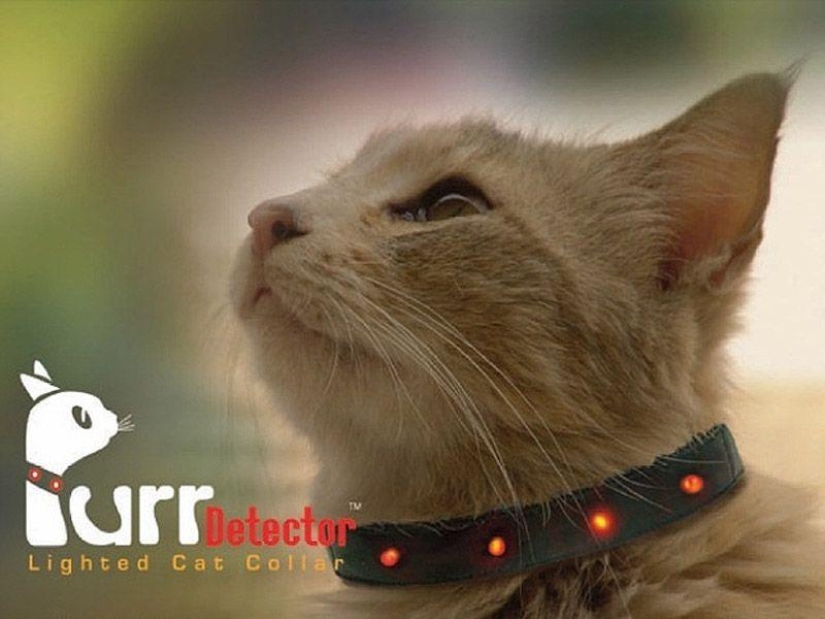 Productos raros para gatos