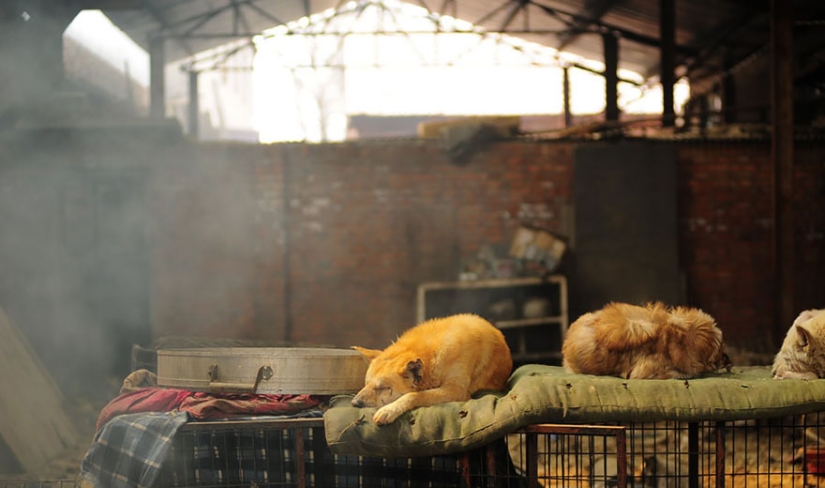 Profesor chino salva a 100 perros de una muerte segura en festival de carne de perro