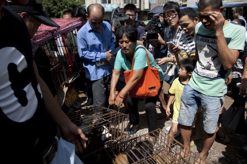 Profesor chino salva a 100 perros de una muerte segura en festival de carne de perro