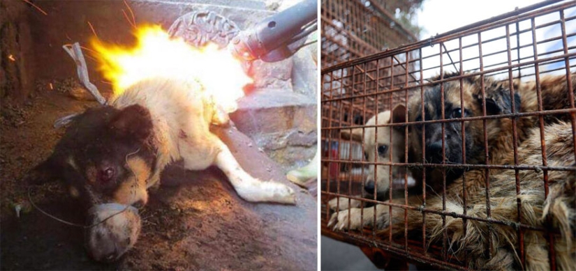 Profesor chino salva a 100 perros de una muerte segura en festival de carne de perro