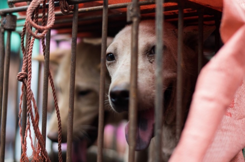 Profesor chino salva a 100 perros de una muerte segura en festival de carne de perro