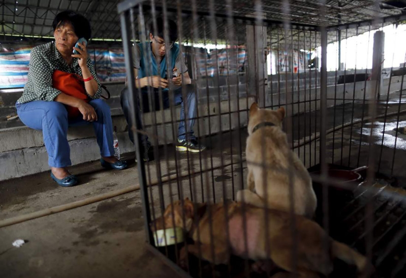 Profesor chino salva a 100 perros de una muerte segura en festival de carne de perro