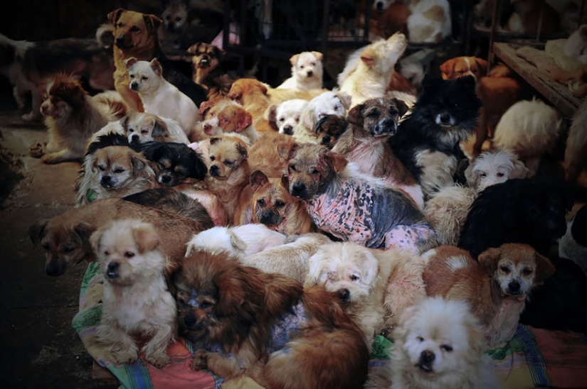 Profesor chino salva a 100 perros de una muerte segura en festival de carne de perro