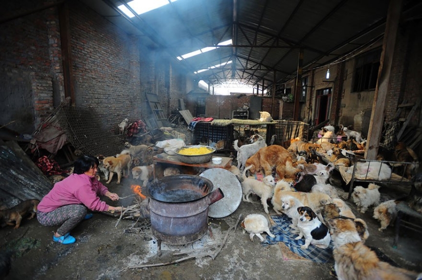 Profesor chino salva a 100 perros de una muerte segura en festival de carne de perro