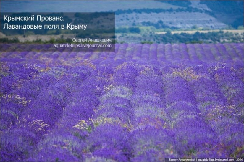Provenza de Crimea. Campos de lavanda en Crimea