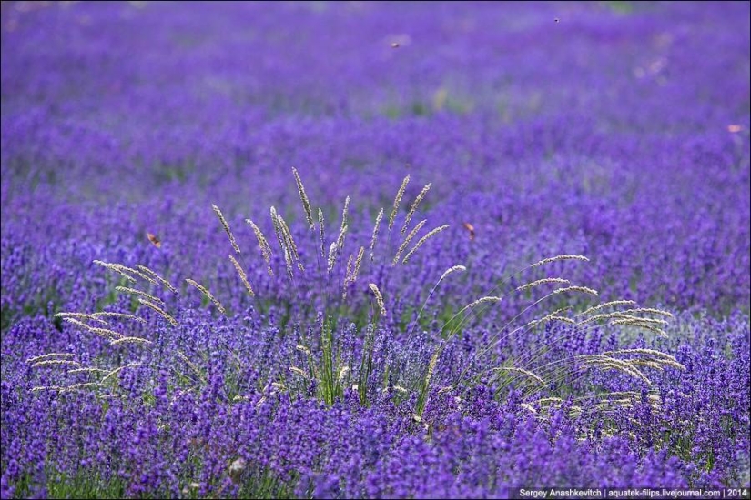 Provenza de Crimea. Campos de lavanda en Crimea Provenza de Crimea. Campos de lavanda en Crimea