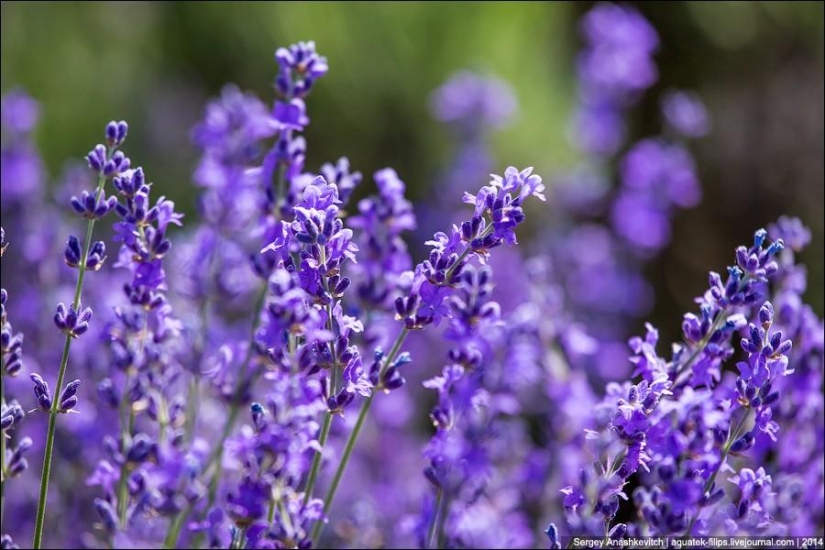 Provenza de Crimea. Campos de lavanda en Crimea Provenza de Crimea. Campos de lavanda en Crimea