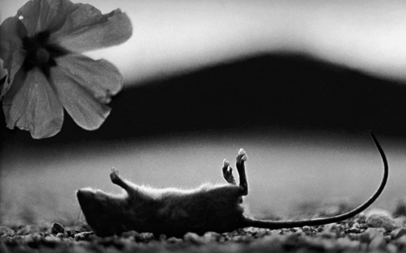 Psychological portrait: unexpected images of animals Psychological portrait: unexpected images of animals