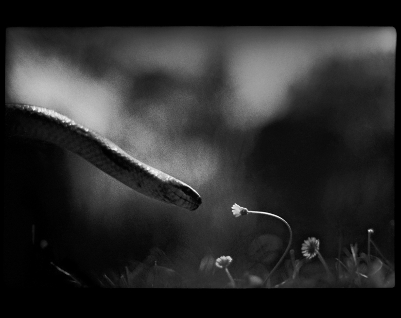 Psychological portrait: unexpected images of animals Psychological portrait: unexpected images of animals