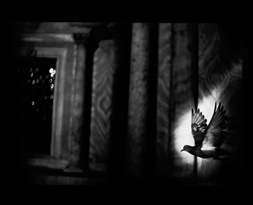 Psychological portrait: unexpected images of animals Psychological portrait: unexpected images of animals