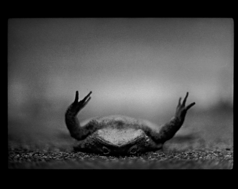 Psychological portrait: unexpected images of animals Psychological portrait: unexpected images of animals