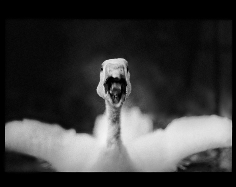 Psychological portrait: unexpected images of animals Psychological portrait: unexpected images of animals