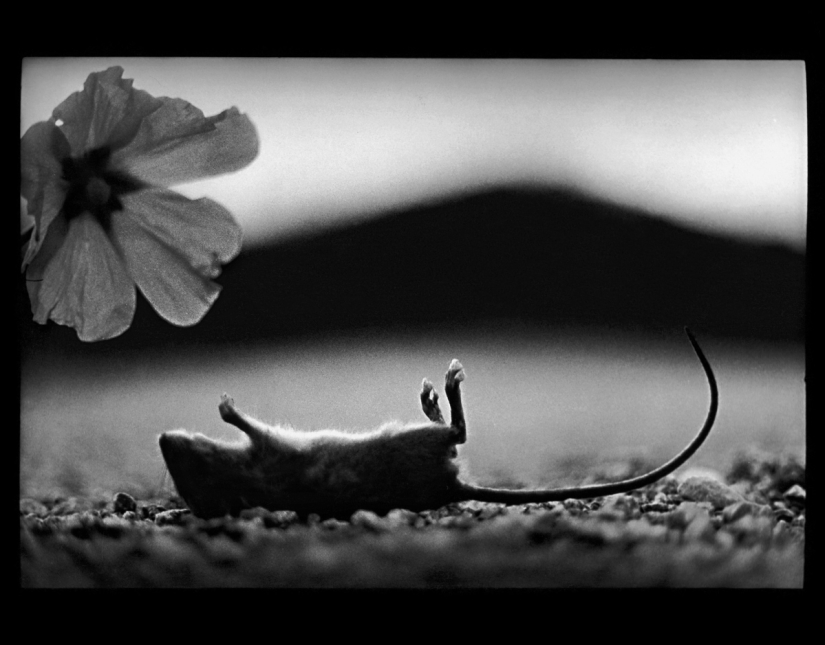 Psychological portrait: unexpected images of animals Psychological portrait: unexpected images of animals