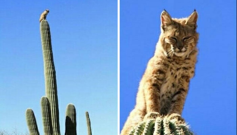 “Puesto de perritos calientes”: 10 descubrimientos inusuales y extraños que sorprendieron a los exploradores del desierto “Puesto de perritos calientes”: 10 descubrimientos inusuales y extraños que sorprendieron a los exploradores del desierto