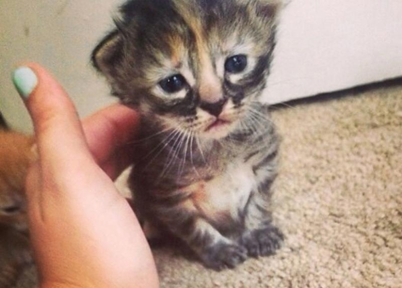 Purrmanently - el gatito más triste