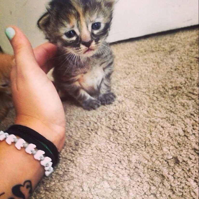 Purrmanently - el gatito más triste