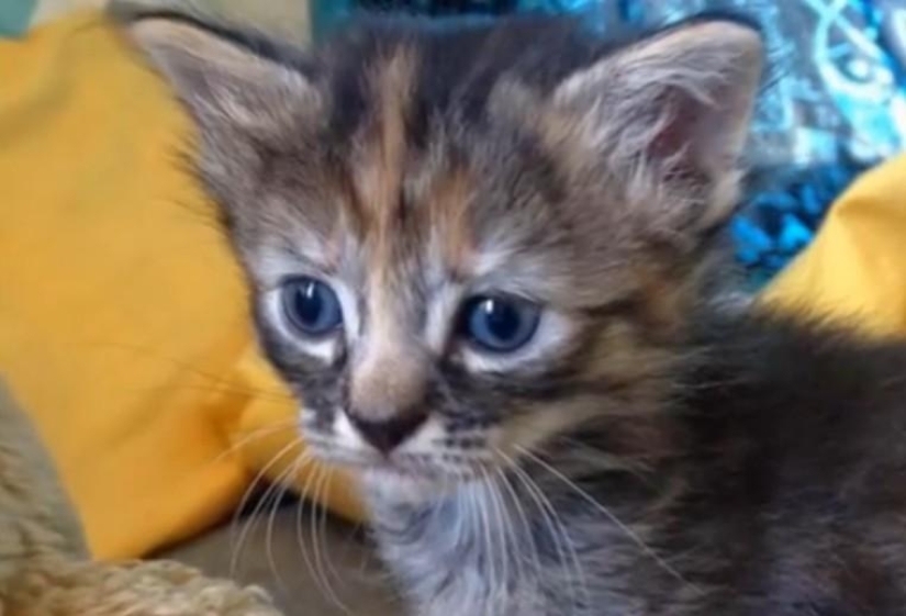 Purrmanently - el gatito más triste