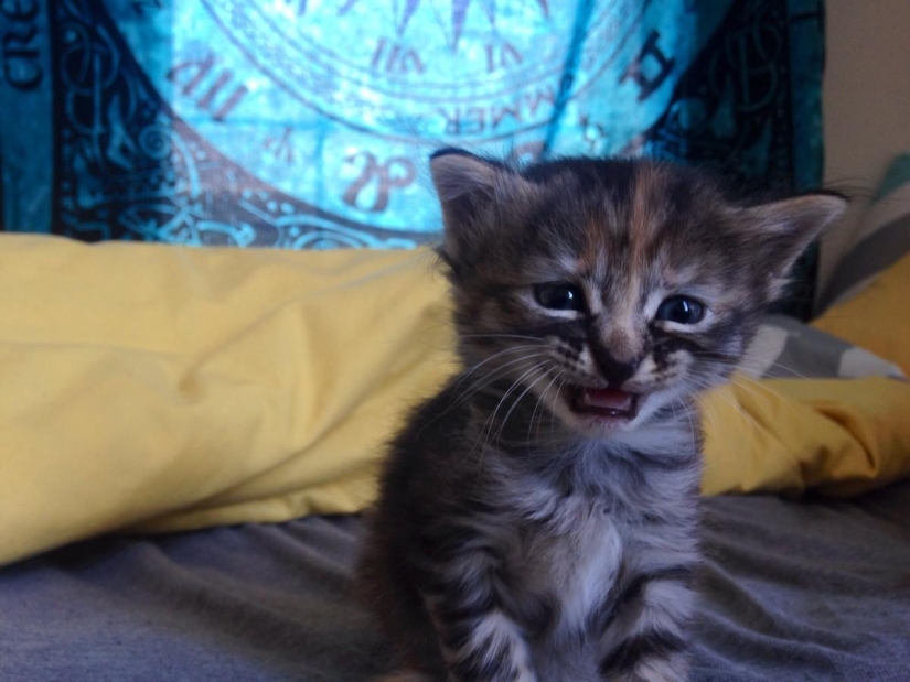 Purrmanently - el gatito más triste