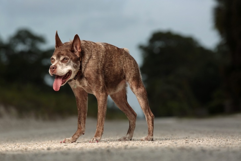 Quasimodo, el perro más feo del mundo Quasimodo, el perro más feo del mundo