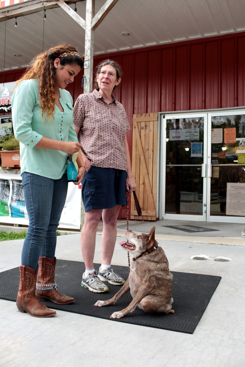 Quasimodo, the ugliest dog in the world Quasimodo, the ugliest dog in the world