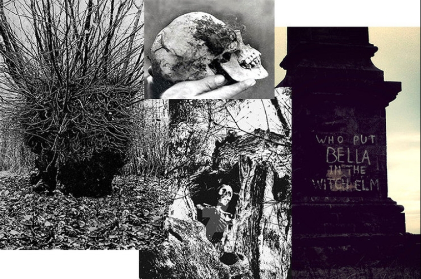 "¿Quién puso a Bella en el olmo?": un hallazgo espeluznante en el bosque sorprendió a un pequeño pueblo "¿Quién puso a Bella en el olmo?": un hallazgo espeluznante en el bosque sorprendió a un pequeño pueblo