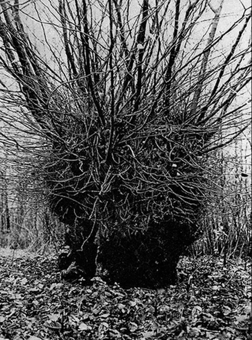 "¿Quién puso a Bella en el olmo?": un hallazgo espeluznante en el bosque sorprendió a un pequeño pueblo "¿Quién puso a Bella en el olmo?": un hallazgo espeluznante en el bosque sorprendió a un pequeño pueblo