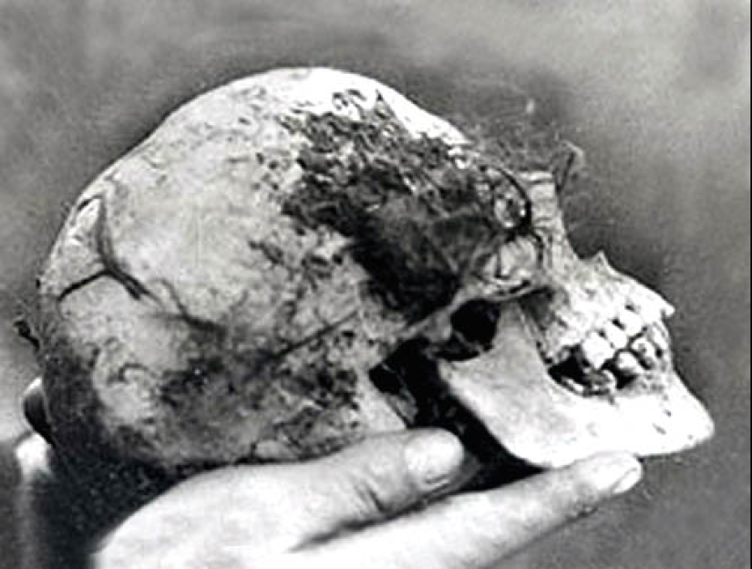 "¿Quién puso a Bella en el olmo?": un hallazgo espeluznante en el bosque sorprendió a un pequeño pueblo "¿Quién puso a Bella en el olmo?": un hallazgo espeluznante en el bosque sorprendió a un pequeño pueblo