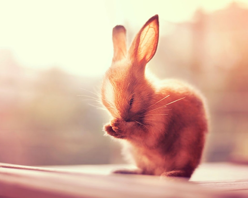 Rabbits are the new cats Rabbits are the new cats