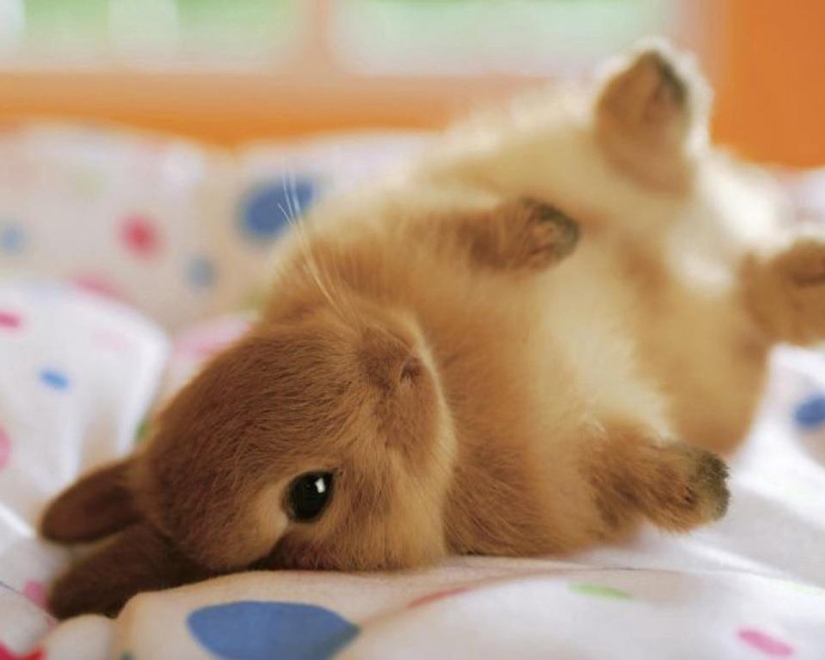 Rabbits are the new cats Rabbits are the new cats