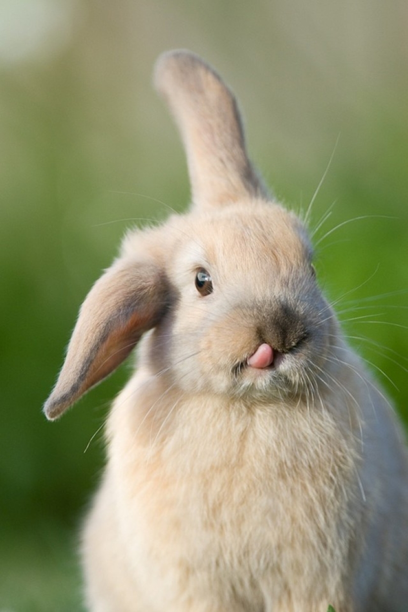 Rabbits are the new cats Rabbits are the new cats