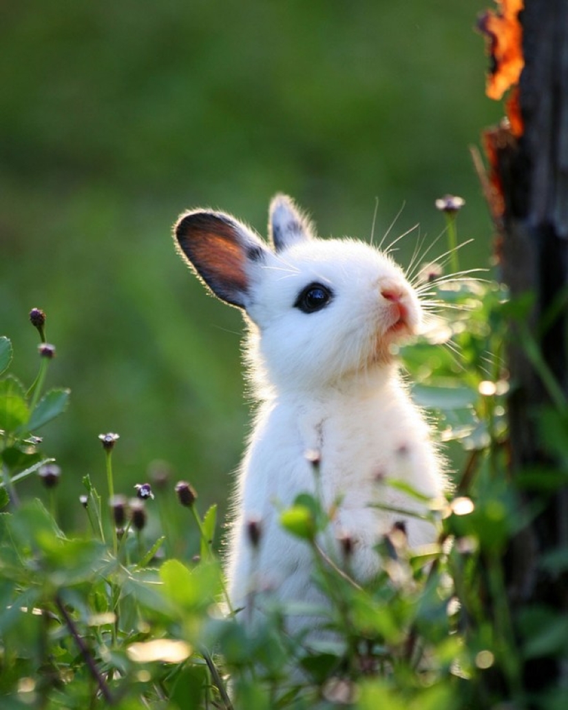 Rabbits are the new cats Rabbits are the new cats