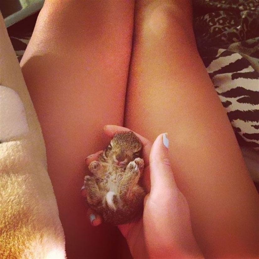 Rabbits are the new cats Rabbits are the new cats