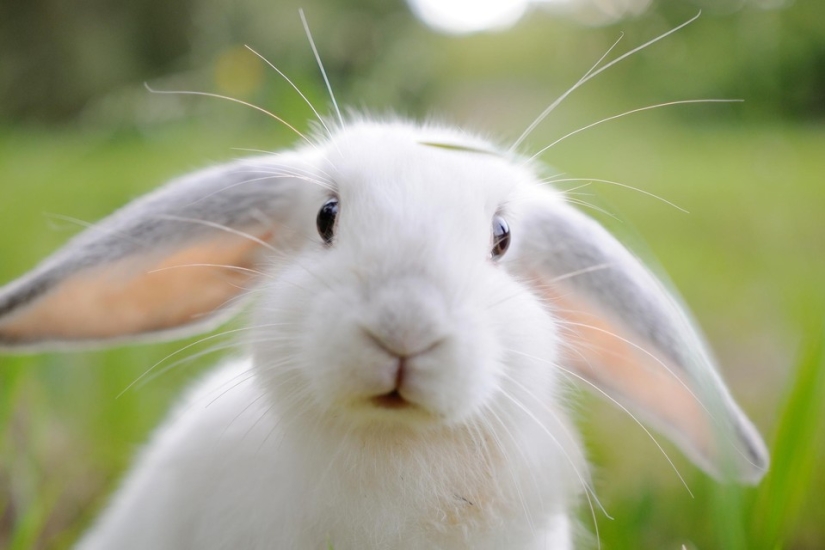 Rabbits are the new cats Rabbits are the new cats