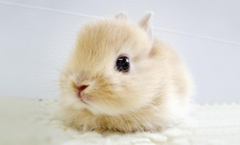 Rabbits are the new cats Rabbits are the new cats