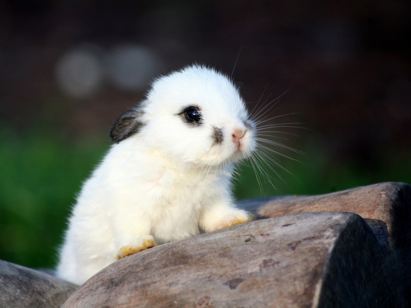Rabbits are the new cats Rabbits are the new cats