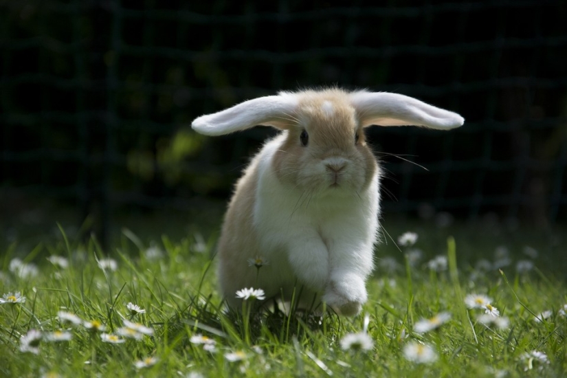 Rabbits are the new cats Rabbits are the new cats