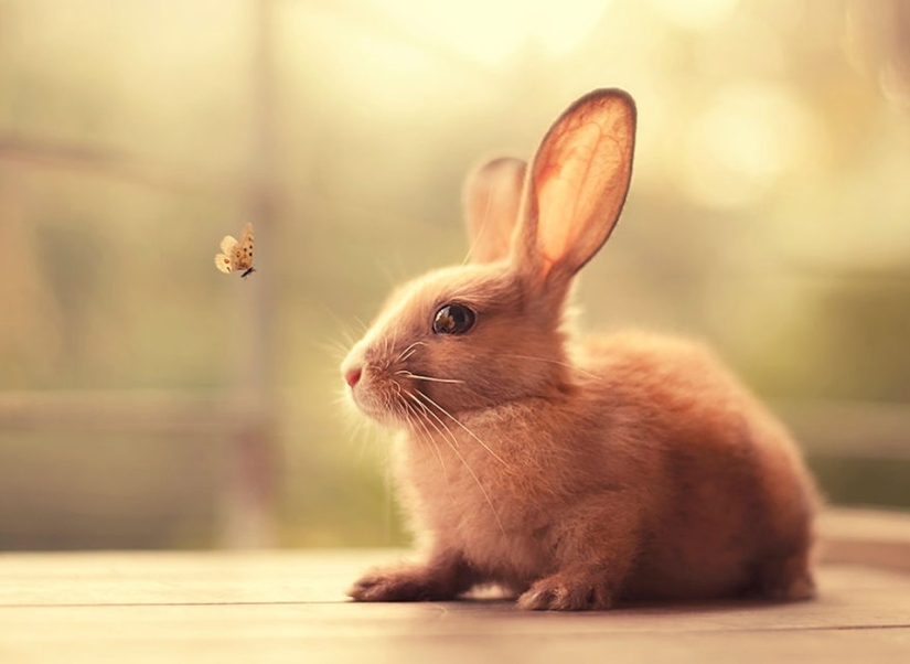 Rabbits are the new cats Rabbits are the new cats