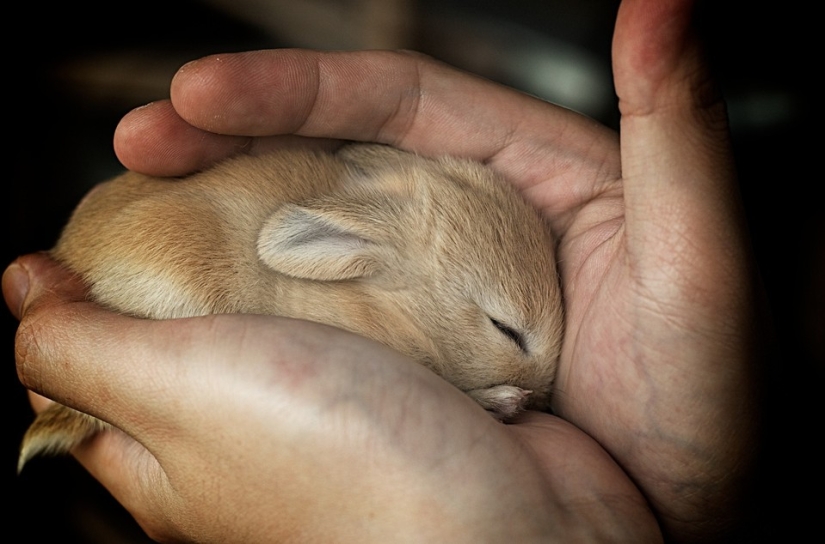 Rabbits are the new cats Rabbits are the new cats