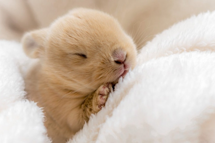 Rabbits are the new cats Rabbits are the new cats