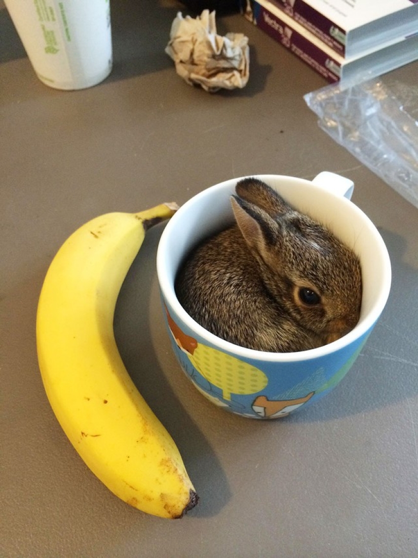Rabbits are the new cats Rabbits are the new cats