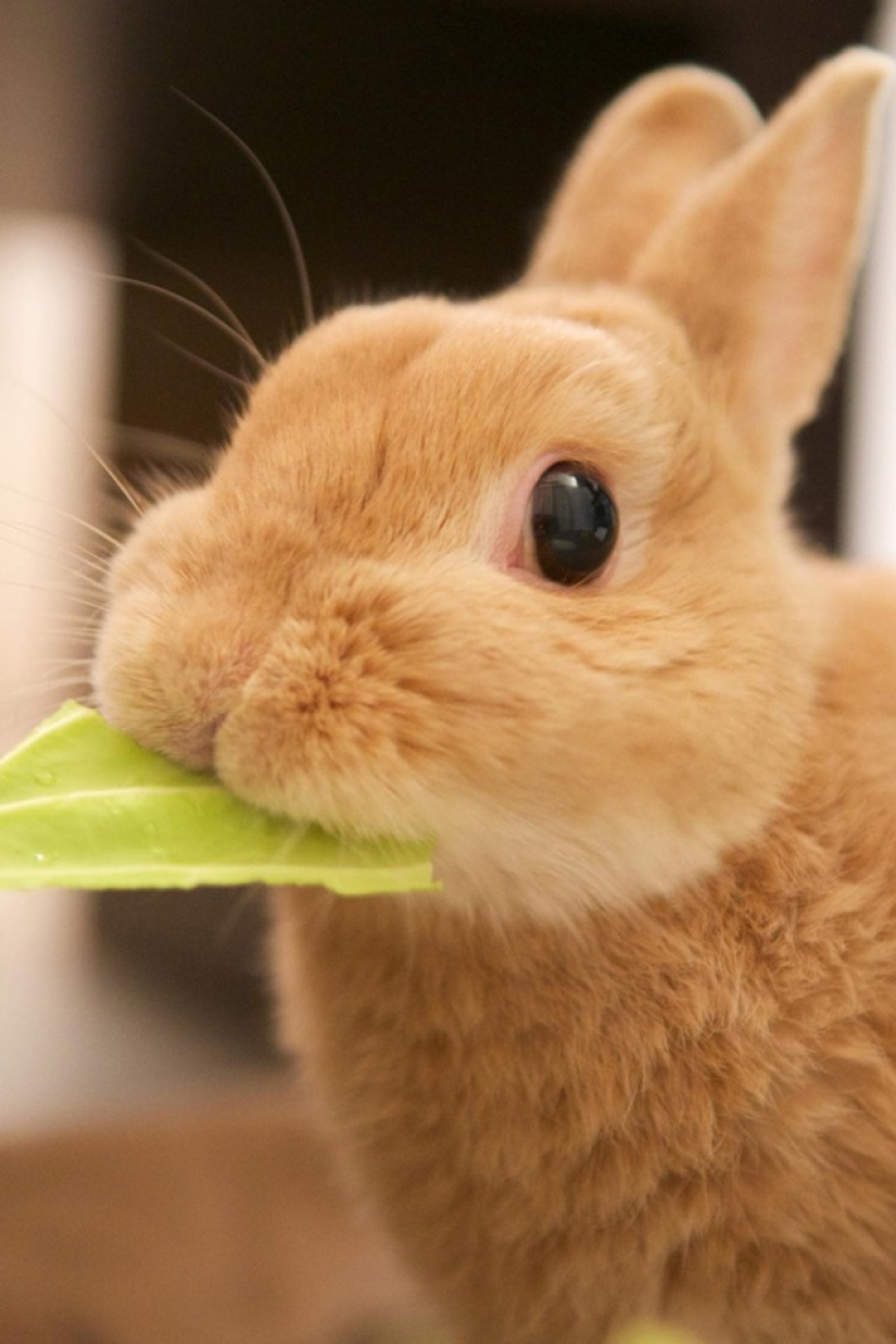 Rabbits are the new cats Rabbits are the new cats