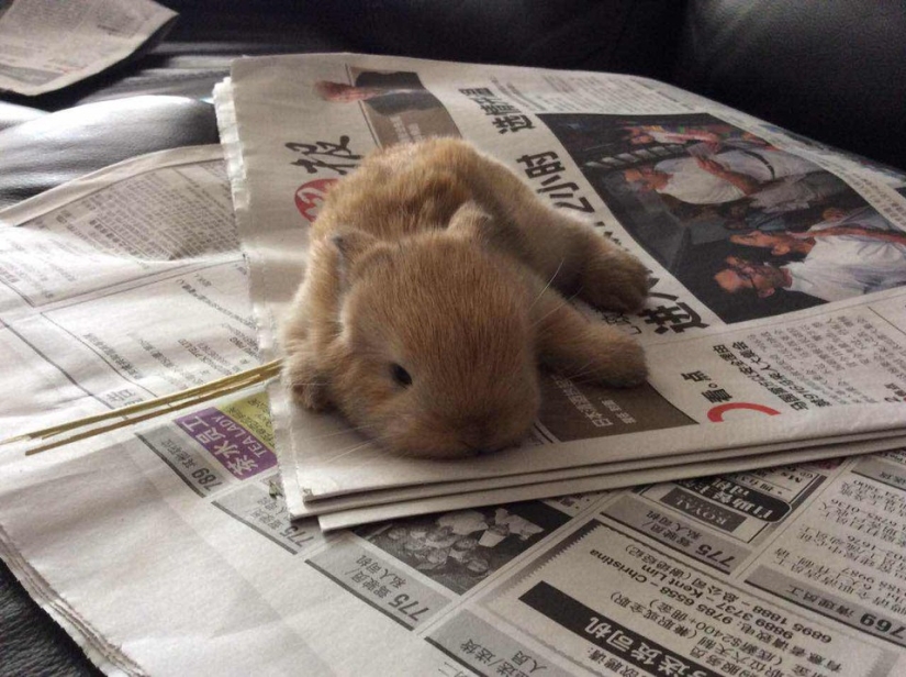 Rabbits are the new cats Rabbits are the new cats