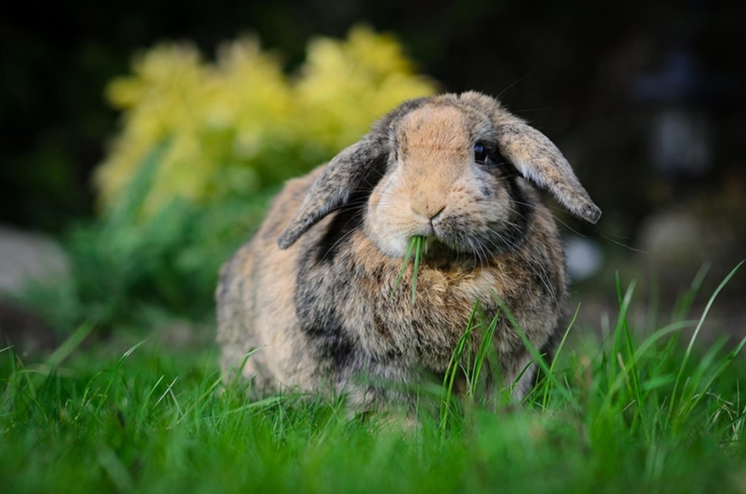 Rabbits are the new cats Rabbits are the new cats