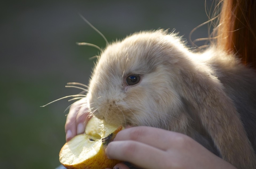 Rabbits are the new cats Rabbits are the new cats