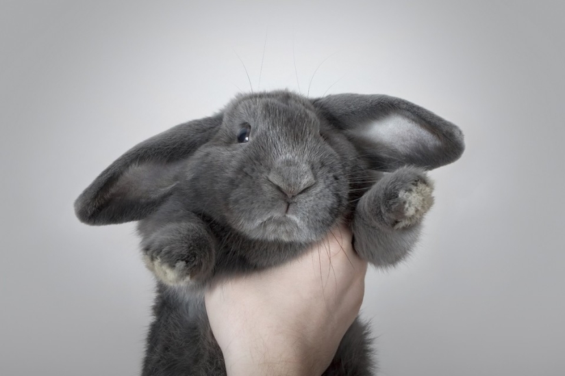 Rabbits are the new cats Rabbits are the new cats